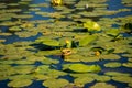 Yellow water lilies growing in the lake at sunset Royalty Free Stock Photo