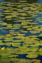 Yellow water lilies growing in the lake at sunset Royalty Free Stock Photo