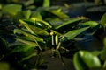 Yellow water lilies growing in the lake at sunset Royalty Free Stock Photo