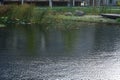 Yellow water lilies, Nymphaea x cult., and other aquatic plants grow in a pond with Koi carp fish at Innovationspark Wuhlheide Royalty Free Stock Photo