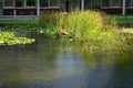 Yellow water lilies, Nymphaea x cult., and other aquatic plants grow in a pond with Koi carp fish at Innovationspark Wuhlheide Royalty Free Stock Photo