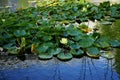 Yellow water lilies, Nymphaea x cult., and other aquatic plants grow in a pond with Koi carp fish at Innovationspark Wuhlheide Royalty Free Stock Photo