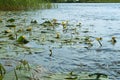 The lake is covered with yellow lilies, yellow water lilies on the river Royalty Free Stock Photo