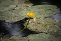 yellow water lilly flower floating in the lake Royalty Free Stock Photo