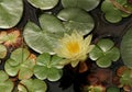 Yellow Water Lilly And Lilly Pads Royalty Free Stock Photo