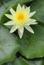 Yellow Water Lily Royalty Free Stock Photo