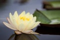 Yellow water lily Royalty Free Stock Photo