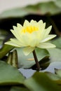 Yellow water lily Royalty Free Stock Photo