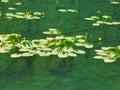 Yellow Water-Lily with Stems Visible Through Clear Water