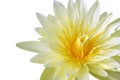 Yellow water lily Royalty Free Stock Photo