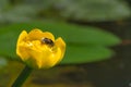 Yellow water-lily with bee Royalty Free Stock Photo