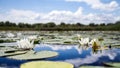 Yellow water lily blooms