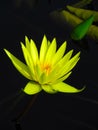 Yellow Water Lily Royalty Free Stock Photo