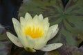 Yellow water lily blossomed in the swamp. Lotus in a pond Royalty Free Stock Photo