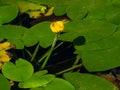 Yellow water-lily brandy-bottle or Nuphar lutea blooming at pond close-up, selective focus, shallow DOF Royalty Free Stock Photo