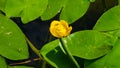 Yellow water-lily brandy-bottle or Nuphar lutea blooming at pond close-up, selective focus, shallow DOF Royalty Free Stock Photo