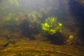 Yellow water-lily bush in fast current on bed of freshwater river with clear water and dense vegetation