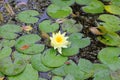 Yellow water lily