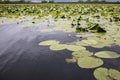 Yellow water-lily covering a lake in the Danube Delta, near Mahmudia , Tulcea County. Royalty Free Stock Photo