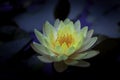 A yellow water lily in dark background