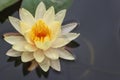 Yellow Water Lily Floating in Pond Royalty Free Stock Photo