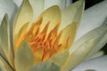 Yellow Water Lily Flower, macro Royalty Free Stock Photo