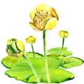 Yellow water-lily flower, Nuphar lutea, isolated, watercolor illustration