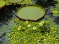 Yellow water lily flower, Scotland Royalty Free Stock Photo