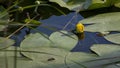 Yellow water lily flower small beautiful flower