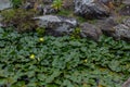 Yellow water lily flowers in a swamp among green leaves Royalty Free Stock Photo