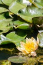 Yellow water lily in the garden pond. Royalty Free Stock Photo