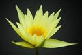 Yellow water lily isolated on black Royalty Free Stock Photo