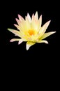 A Yellow Water Lily Isolated in Black Royalty Free Stock Photo