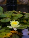 Yellow water lily lotus flower in the pond Royalty Free Stock Photo