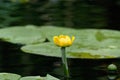 Yellow water-lily Royalty Free Stock Photo