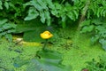 Yellow Waterlily - Nuphar lutea Brandy bottle Royalty Free Stock Photo