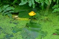 Yellow Waterlily - Nuphar lutea Brandy bottle Royalty Free Stock Photo