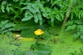 Yellow Waterlily - Nuphar lutea Brandy bottle Royalty Free Stock Photo