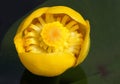 Yellow water-lily Nuphar lutea