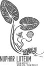 Nuphar luteum plant silhouette vector illustration