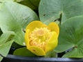 The yellow water-lily / Nuphar lutea, Nuphar luteum, Nenufar or Nenuphar / Brandy-bottle, Spadderdock, Gelbe Teichrose Royalty Free Stock Photo