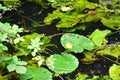 Yellow Waterlily - Nuphar lutea, River Tas, Norfolk, England, UK Royalty Free Stock Photo