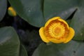 Yellow water lily and lily pads in a lake Royalty Free Stock Photo