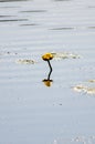 Yellow water lily poking out of the surface of the water on Hickey Lake in Duck Mountain Provincial Park, Manitoba, Canada Royalty Free Stock Photo