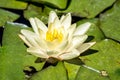 Yellow water lily in the pond Royalty Free Stock Photo