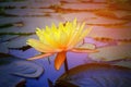 Yellow water lily in pond Royalty Free Stock Photo