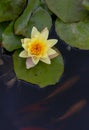 Yellow water lily in the pond with koi fishes Royalty Free Stock Photo