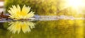 yellow water lily in pond under sunlight. Blossom time of lotus flower