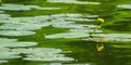 Flower water lilies in green water