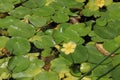 Yellow Water Lily and round green pads floating on a pond Royalty Free Stock Photo